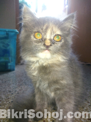 Grey Persian Calico kitten